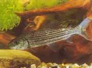 Hydrocynus goliath Tetra-Loup, Afrika kaplan balığı