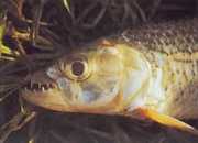Hydrocynus vittatus Tigre