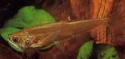 Hydrolycus scomberoides Tetra-Loup, Chargin-Tigre