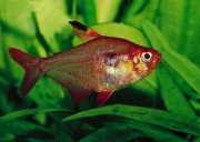 Hyphessobrycon callistus Paraguay Ruby