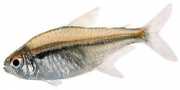Hyphessobrycon heterorhabdus Belçika bayrağı