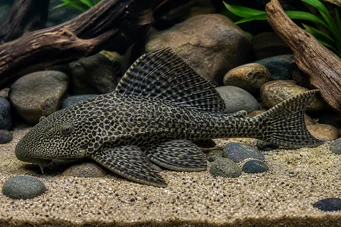 Hypostomus grandiosus (Pleco leoparı)