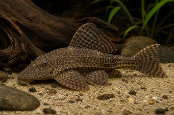 Hypostomus multiradiatus (Multiradiatus hipostomus)