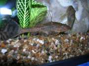 Hypostomus plecostomus Pleco, yıkayıcı, emme