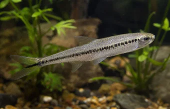 Iguanodectes spilurus Tetra yağı