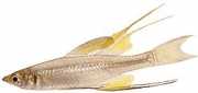 Iriatherina werneri Iaterinina Werneri