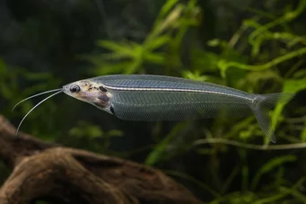 Kryptopterus bicirrhis (Cam yayın balığı)