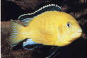 Labidochromis caeruleus Sarı