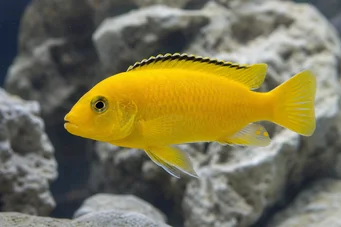 Labidochromis caeruleus