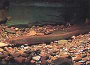 Lampetra fluviatilis Akarsu lambası