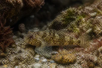 Lepadogaster candollei kamış