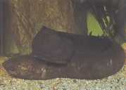 Lepidosiren paradoxa Güney Amerika Lepidosir...