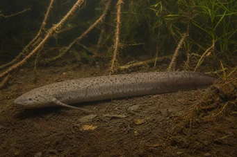 Lepidosiren paradoxa (Güney Amerika Lepidosirène)