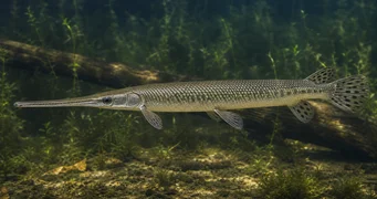 Lepisosteus osseus Timsah pike
