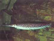 Lepisosteus platostomus Plato lepisoste