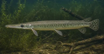 Lepisosteus platostomus Plato lepisoste