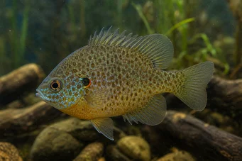 Lepomis punctatus (Nokta Güneş Kutbu)
