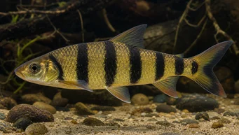 Leporinus fasciatus fasciatus (Siyah bantlarla Leporinus)