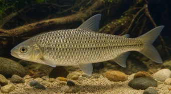 Leporinus megalepis (Büyük ölçekli leporinus)
