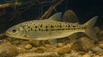 Leporinus moralesi (Leporinus olgunlaşmış)