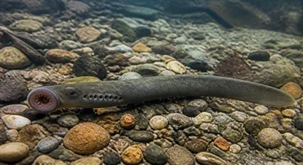 Lethenteron kessleri