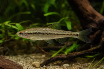 Lilius sp Kireç