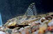 Loricaria parva Lorciaire