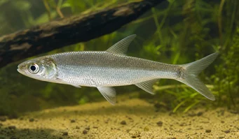 Luciosoma setigerum (Apollo Köpekbalığı)