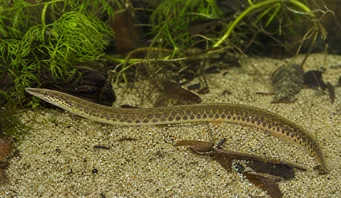 Macrognathus aculeatus Masta Acelle