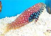 Macropharyngodon bipartitus Vermiküle et laboratuarı