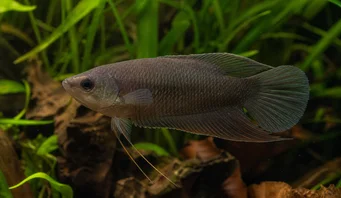 Macropodus concolor Siyah makropod