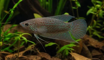 Macropodus cupanus Kahverengi kuyruklu balıkçı balıkları