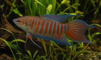 Macropodus opercularis Cennet