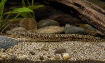 Mastacembelus armatus Dev omurga