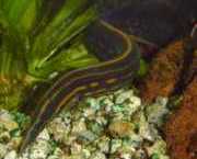 Mastacembelus erythrotaenia Ateş Pointe Anguille