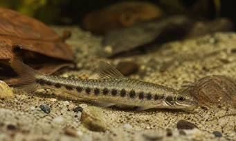 Melanocharacidium dispilomma MelanoCharacidium dispilomma