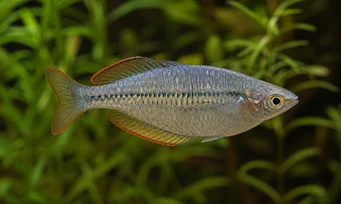 Melanotaenia maccullochi Cüce gökkuşağı balığı