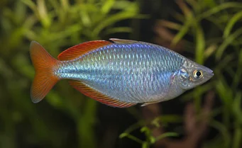 Melanotaenia splendida Cap York Rainbow Balık