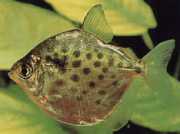 Metynnis maculatus Metynnis noktalandı