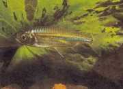 Micralestes acutidens Keskin dişli Afrika tetra