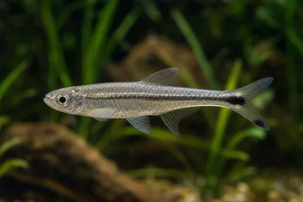 Micralestes elongatus Konik Afrika Tetra
