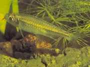 Micralestes humilis Kırmızı yüzgeçli Afrika Tetra