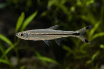 Micralestes humilis Kırmızı yüzgeçli Afrika Tetra