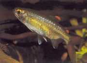 Micralestes occidentalis Batı Afrika Tetra