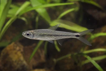 Micralestes occidentalis Batı Afrika Tetra