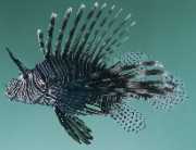 Milles de pterois Akrep balığı