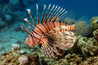 Milles de pterois Akrep balığı
