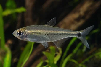 Mimagoniates lateralis Çubuklu taraflarla tetra-glande