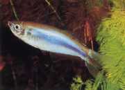 Mimagoniates microlepis Küçük ölçekler tetra-barberos