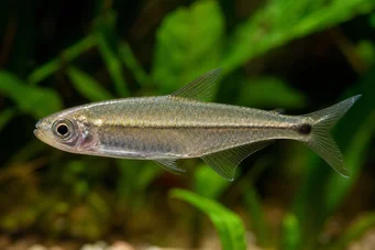 Mimagoniates microlepis Küçük ölçekler tetra-barberos